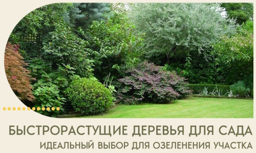 Быстрорастущие деревья для сада идеальный выбор в Ялуторовске